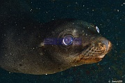 Zalophus californianus Otarie de Californie-La Paz Los Islotes-12m-20181025-Denis-ADER-DSC_0040_tn